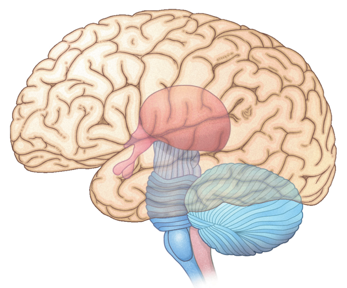 Il midollo spinale non si limita a trasportare informazioni ma, quando è sottoposto a stimoli intensi, può produrre risposte semplici e immediate senza l elaborazione da parte del cervello.