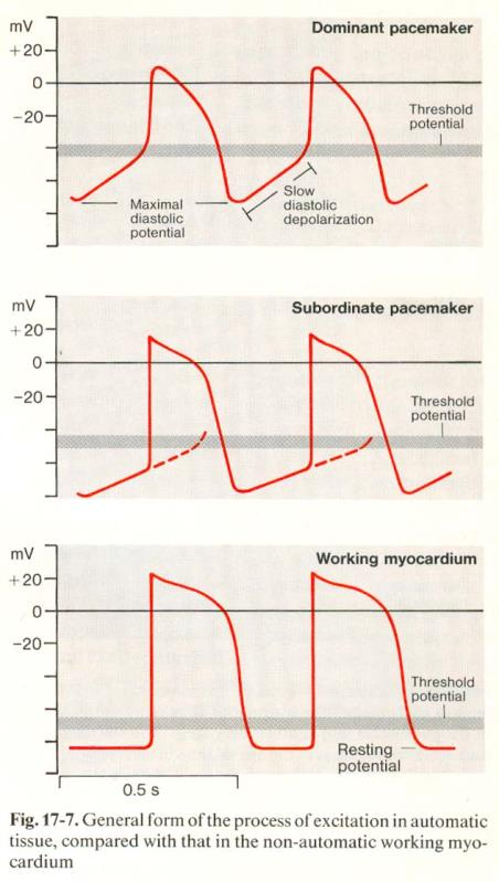 7. PARAMETRI CHE INCIDONO SULLA GC I parametri che incidono sulla Gc sono di tipo intrinseco (legge di starling) ed alcuni estrinseci (controllo nervoso-ormonale); confrontando muscolo scheletrico e