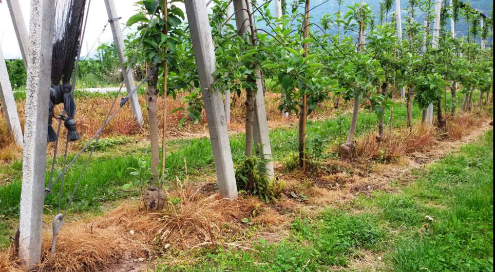 Glifosato in Alto Adige Campo di mele trattato con diserbanti Tra gli erbicidi utilizzati in agricoltura il