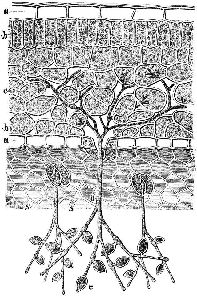 Il patogeno Micelio asettato, sviluppo intercellulare, sviluppo degli austori nelle cellule di foglie, frutti e tuberi. Caratteristica peculiare: P.