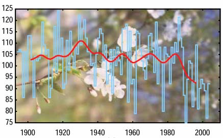 Impatti biologici: sfasamenti stagionali Inizio della stagione vegetativa della quercia rossa ( 1950-2005 ) Fioritura del ciliegio ( 1894-2004 )