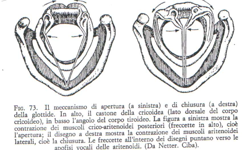 glottide la mucosa che riveste internamente la laringe produce sui lati del corpo tiroideo due coppie di pieghe che