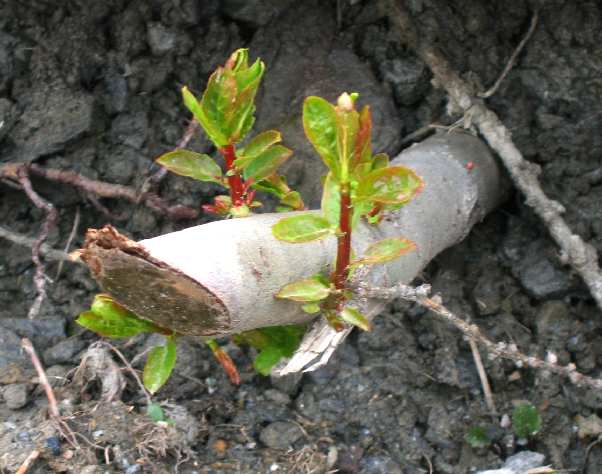 I salici sono le specie arboree utilizzate per la stragrande maggioranza degli interventi.
