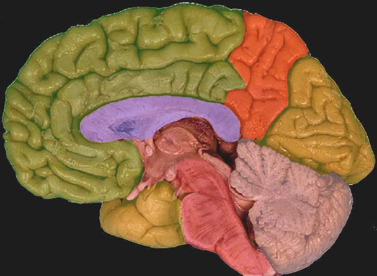 L encefalo 1 2 faccia laterale dell encefalo 4 3 1 = lobo frontale