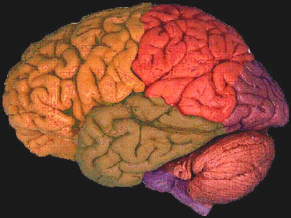 = circonvoluzione limbica faccia mediale dell encefalo 1 2 le