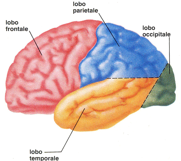 Le sindromi corticali T1 T2 T3