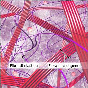 Causa delle rughe All'interno del tessuto connettivo del derma, le fibre dell'elastina e del collagene formano una rete che fornisce alla pelle la struttura, il supporto e l'elasticità.
