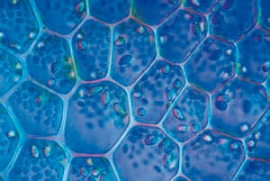 cellule giovani, spessa e robusta nelle cellule adulte. a apparato di Golgi mitocondrio FIGURA 18 6 (a) Struttura di una cellula vegetale.