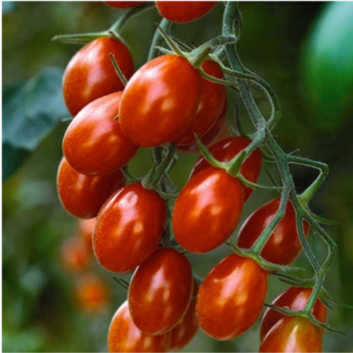 POMODORO (Solanum lycopersicum) È una pianta erbacea annuale, originaria dell America Latina.