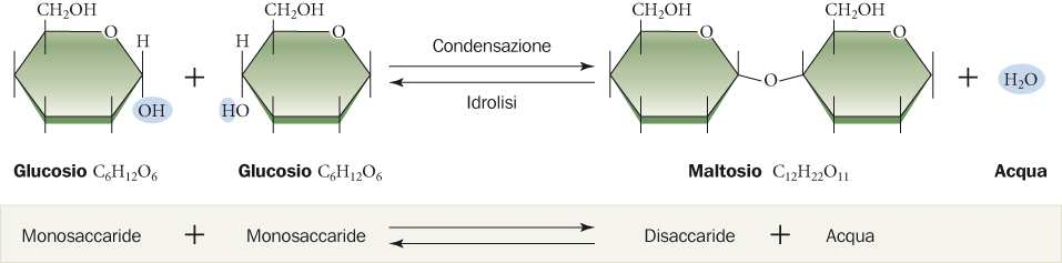 I carboidrati I carboidrati sono usati dagli organismi come fonti di energia immediata e come componenti strutturali.