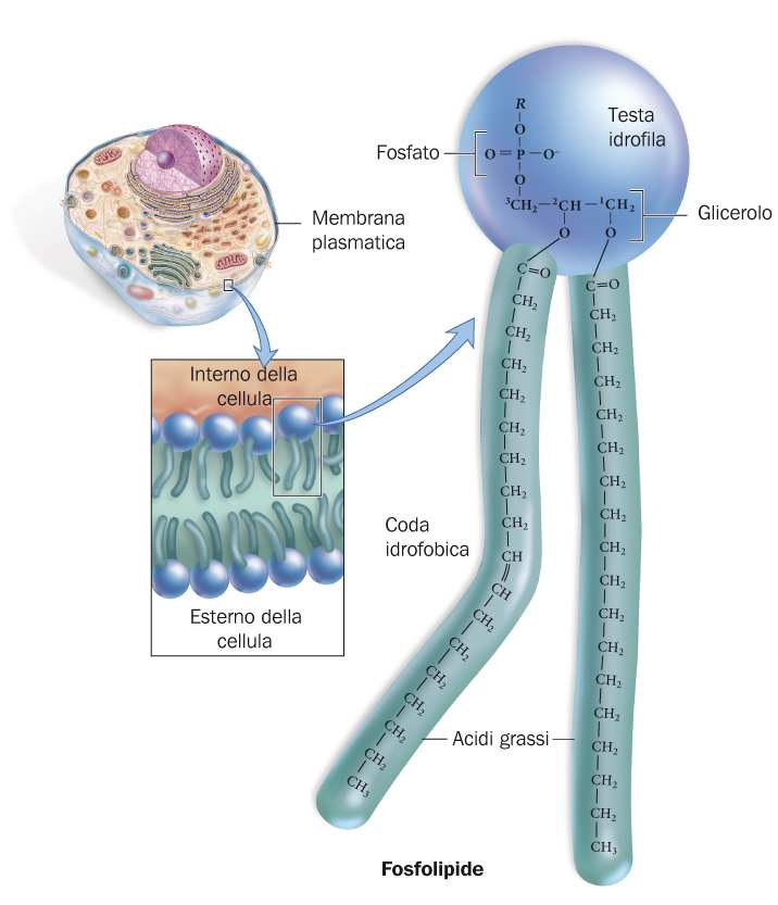 I fosfolipidi sono componenti della membrana plasmatica Come i grassi, i fosfolipidi contengono glicerolo e tre gruppi ad esso