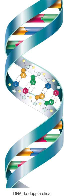 Il DNA (acido desossiribonucleico) Il DNA si trova all interno del nucleo e contiene l informazione genetica.