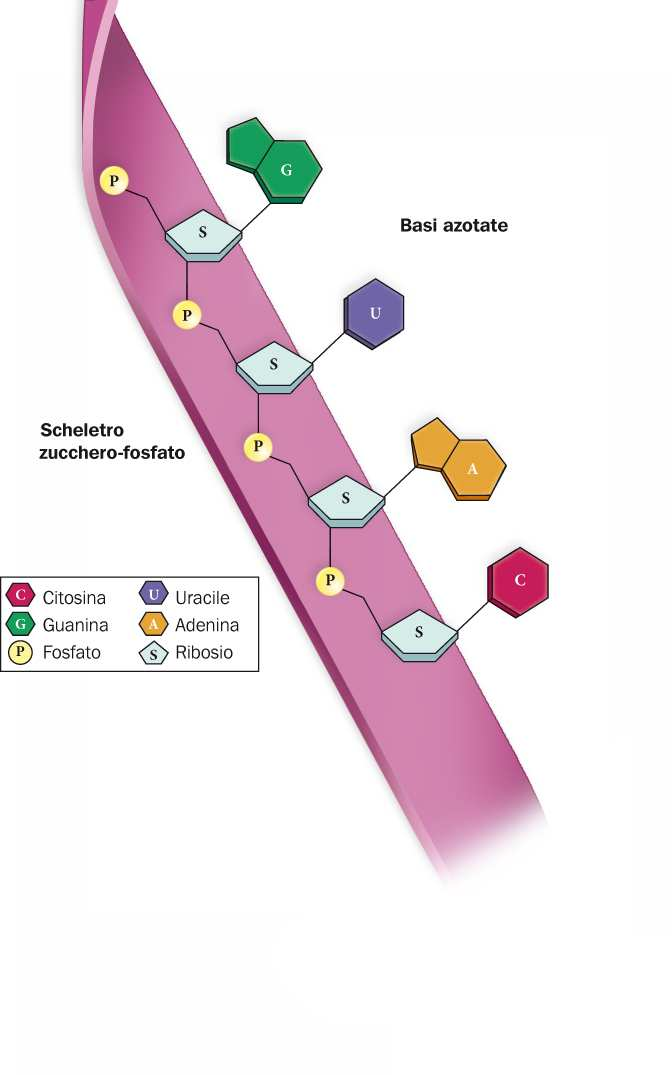 L RNA (acido ribonucleico) L RNA convoglia le informazioni codificate nei geni dal DNA ai ribosomi per la sintesi proteica.