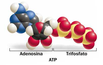 L ATP è il trasportatore di energia delle cellule L ATP (adenosin-trifosfato) è un nucleotide composto da tre