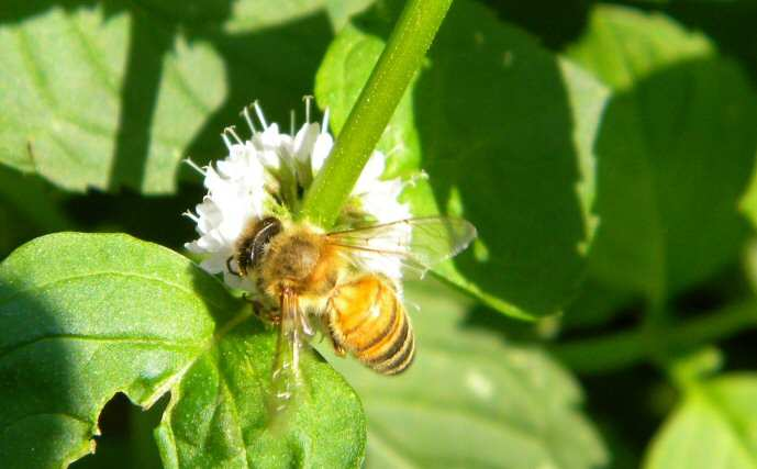 Le api e gli apoidei Il loro lavoro, la loro società, il problema della loro scomparsa Gli insetti, grazie alla loro grande possibilità di adattamento, alla vitalità e fecondità, hanno colonizzato