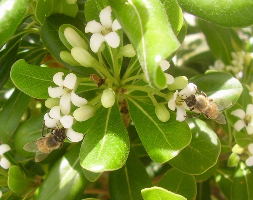 Le api bottinatrici, grazie ad un apparato boccale a forma di proboscide, raccolgono il nettare dei fiori e lo immagazzinano in una appendice dell esofago: la borsa melaria.