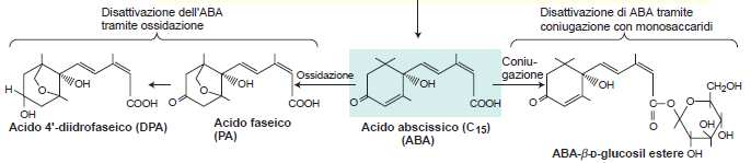 L ABA è disattivato mediante Ossidazione a acido 4