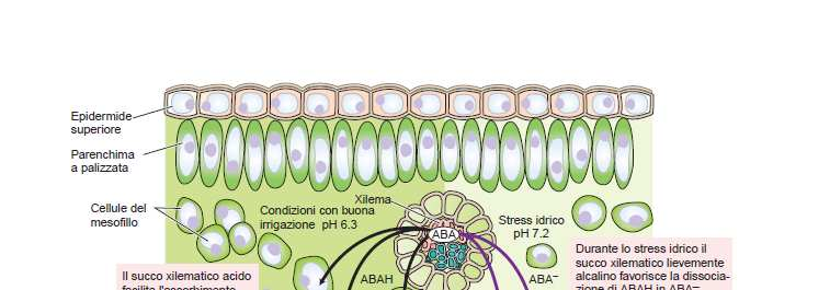 In condizioni di stress idrico l ABA nella foglia viene redistribuito