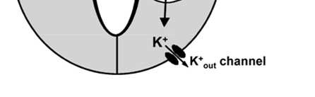 canali anionici uscita (A -) depolarizzazione Attivazione canali