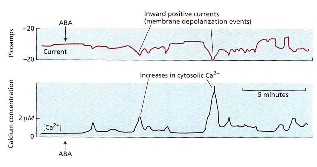 TRASDUZIONE L ABA induce una depolarizzazione della