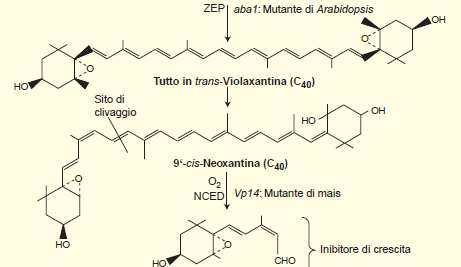 NCED: 9-cis-epossicarotenoide diossigenasi Sintesi indotta da stress idrico Famiglia multigenica