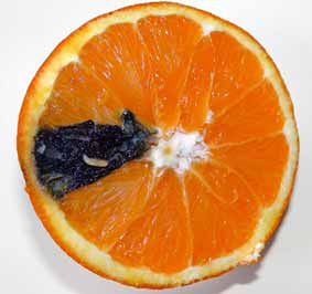 Larva di ceratite in un arancia matura Danni sui frutti Effetti dell infestazione di ceratite su frutti di pesco di A. Caponero, G. Lacertosa, G.R.