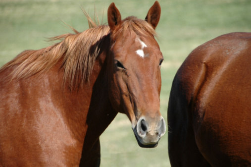 EQUINI produzione di cavalli è scesa a 215.629 capi, l 1,45% dei quali testati, con 4.112 campioni prelevati.