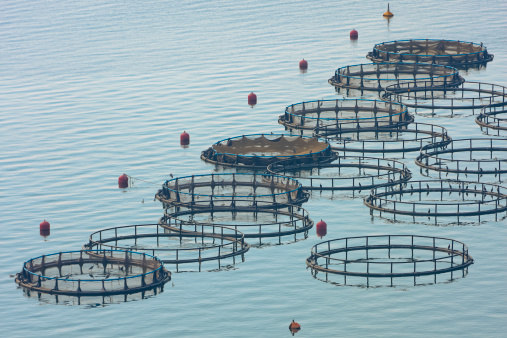 3,19% di tutti i campioni ACQUACOLTURA Nel 2014 l'ue ha prodotto 608.658 tonnellate di pesce e frutti di mare di allevamento, con 1,2 capi testati ogni 100 ton. Dei 7.