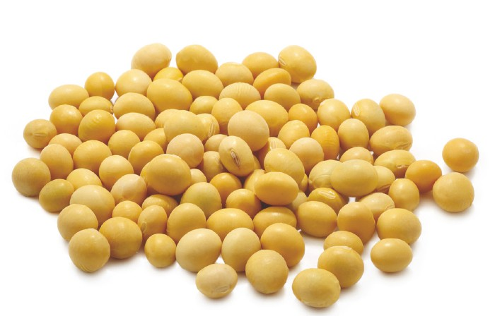 SOIA (Glycine max) I semi contengono circa il 35-40% di proteine, il 19% di lipidi e circa il 23% di glucidi.