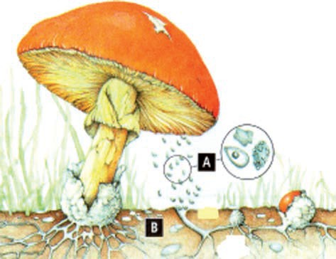 Funghi Il corpo fruttifero è costituito da un gambo che può essere pieno o cavo, con la presenza o meno di un anello e di una guaina basale detta volva.