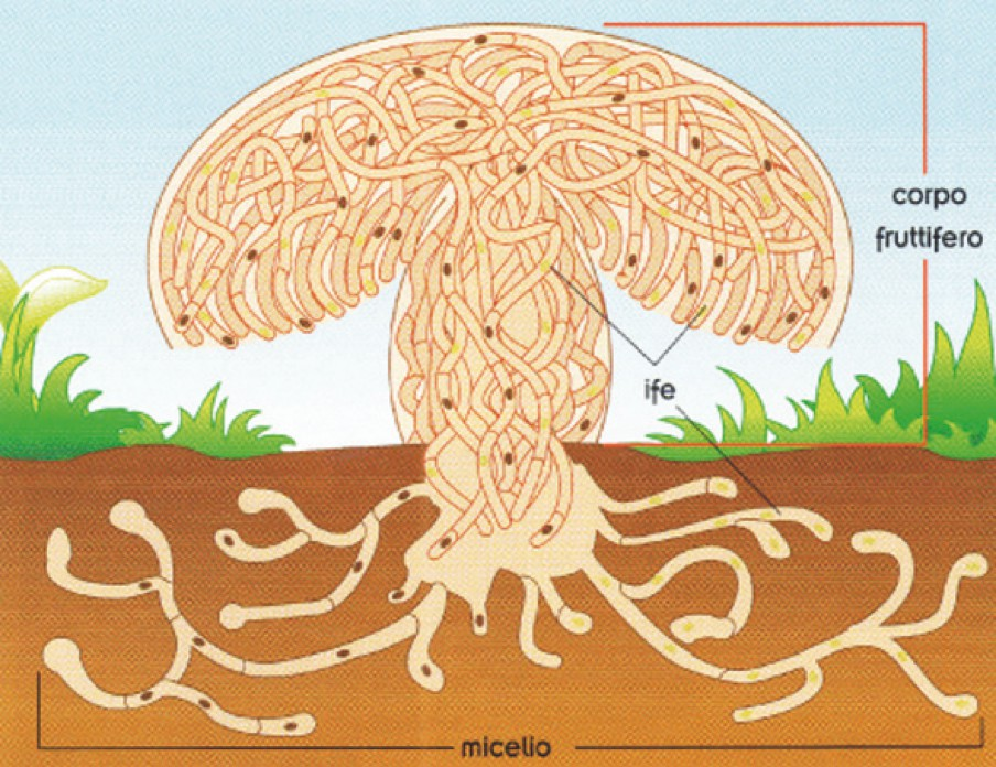 Funghi I funghi epigei sono costituiti da filamenti cilindrici microscopici detti ife, che si sviluppano nel terreno e si raggruppano in una trama per