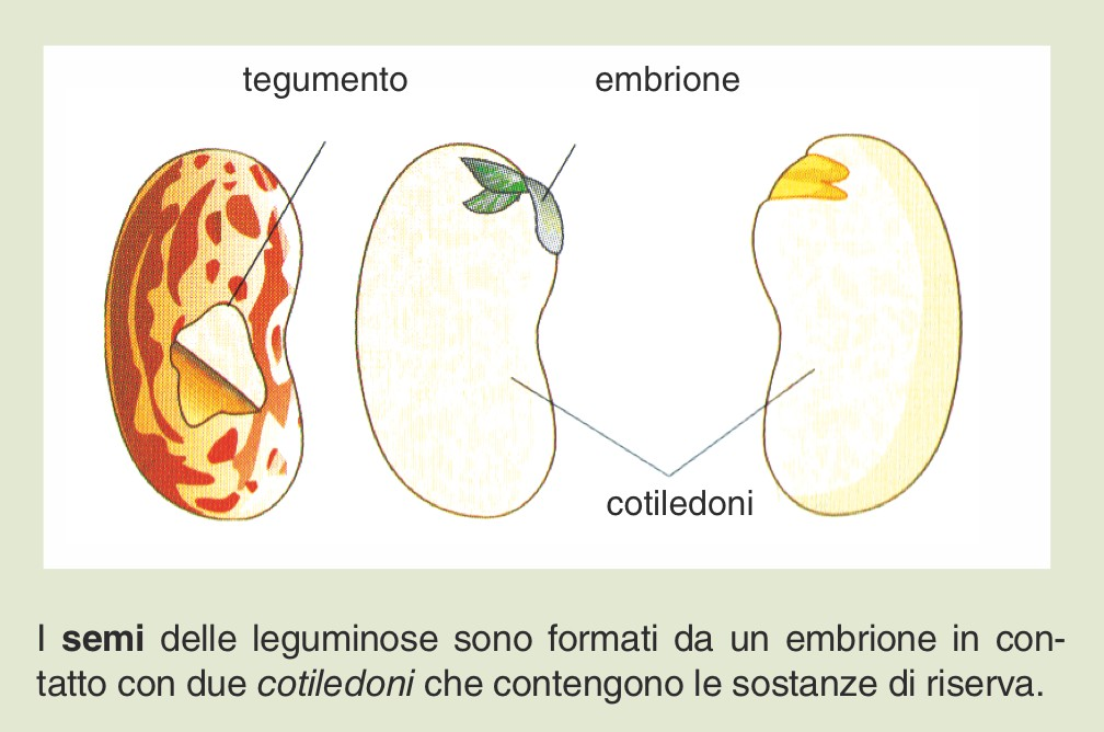 LEGUMI costituiscono i semi commestibili delle piante appartenenti alla famiglia delle nose.