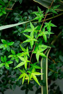 drangea paniculata Levana ; dietro, felci, Pachysandra, Euphorbia amygdaloides Purpurea, Campanula poscharskyana E.H.