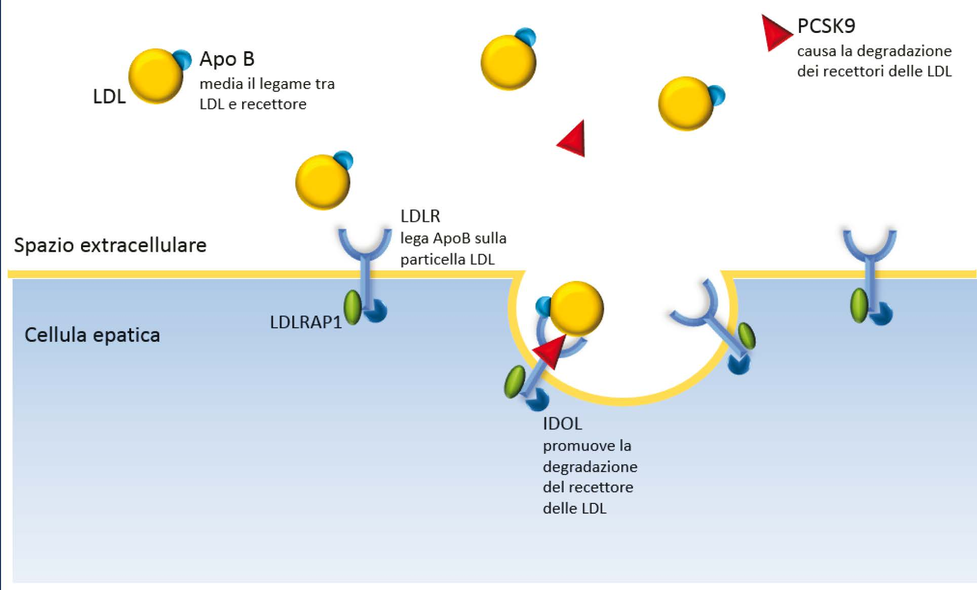 Nuove terapie ipolipemizzanti per i pazienti con ipercolesterolemia familiare 5 la proproteina convertasi subtilisin/kexin tipo 9 (PCSK9), complessata al recettore LDL, ne impedisce il riciclo