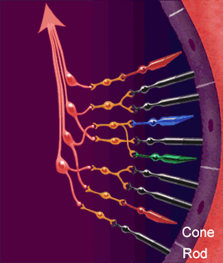 Retina funzionamento La luce attraversa la retina e colpisce i fotorecettori situati sullo strato più interno provocando una riduzione della loro