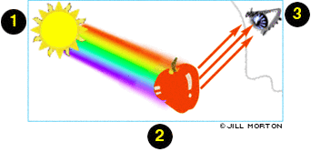 Visione a colori Animazioni visione_1 (proiezione dell immagine sulla retina) visione_2