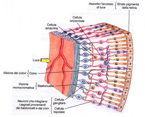 Sezione della Retina(notare