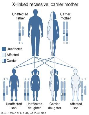 Daltonismo e sesso La maggior probabilità degli uomini di ereditare una mutazione legata al cromosoma X è dovuta al fatto che i maschi hanno un