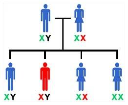 mentre gli uomini non hanno cromosomi X "di scorta" che contrastino il cromosoma X mutato.