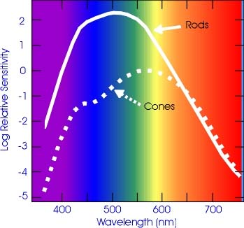 Spettro di assorbimento dei fotorecettori Spettro di assorbimento dei coni La visione dei colori nell uomo dipende dalla presenza di