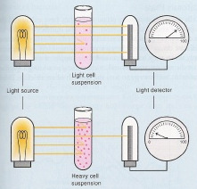 Diagramma dell analisi Urine Il segnale riflesso di ciascuna area reattiva della striscia, viene trasferito come valore analogico ed analizzato dal sistema ottico che divide il valore in fattore