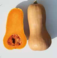 Butternut sel.