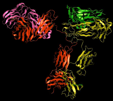 Proprietà farmacologiche di denosumab Anticorpo monoclonale completamente umano isotipo IgG 2 Elevata affinità per il RANK Ligando umano Elevata specificità per il RANK Ligando Legame con TNF-α,