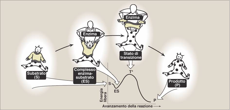 MECCANISMO DI AZIONE degli enzimi Tratto da: P. Champe, R. Harvey, D.R. Ferrier, LE BASI DELLA BIOCHIMICA, Ed.