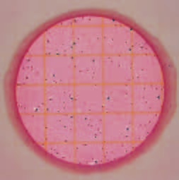 Il cerchio mostra una colonia rosso-blu evidenziata da illuminazione posteriore. Il cerchio 2 mostra la stessa colonia con una illuminazione frontale.