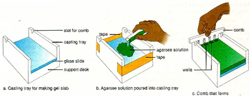 METODO: FOTMAZIONE GEL DI AGAROSIO 1. Si scioglie l agarosio in polvere in una soluzione tampone a 100 C 2.