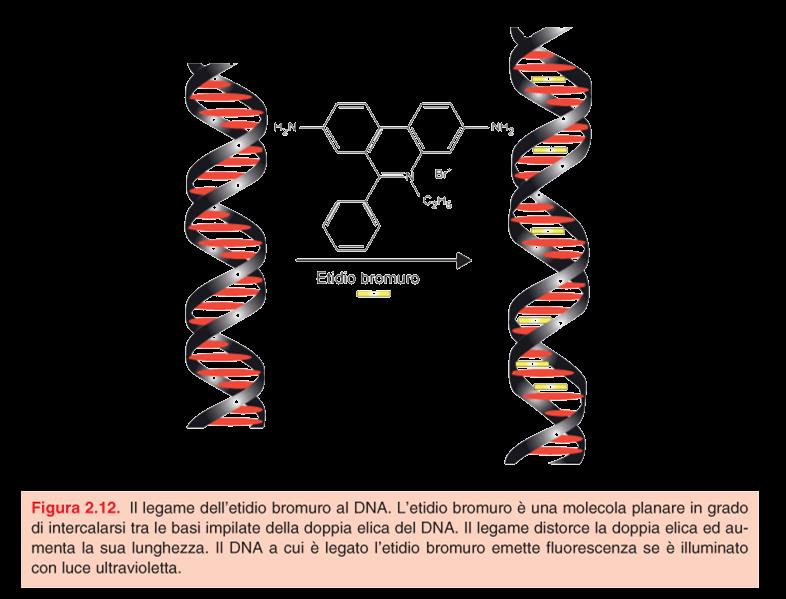 Etidio Bromuro (EtBr): Colorante fluorescente assorbe la luce UV a 300 nm dando colore giallo-arancio Permette di A.