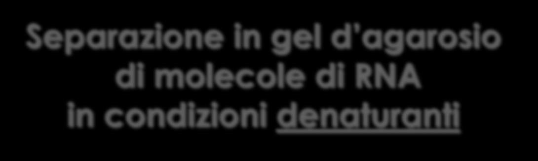 Separazione in gel d agarosio di molecole di RNA in condizioni denaturanti 28S (3400 nt) 18S (1800 nt) Per ottenere una buona