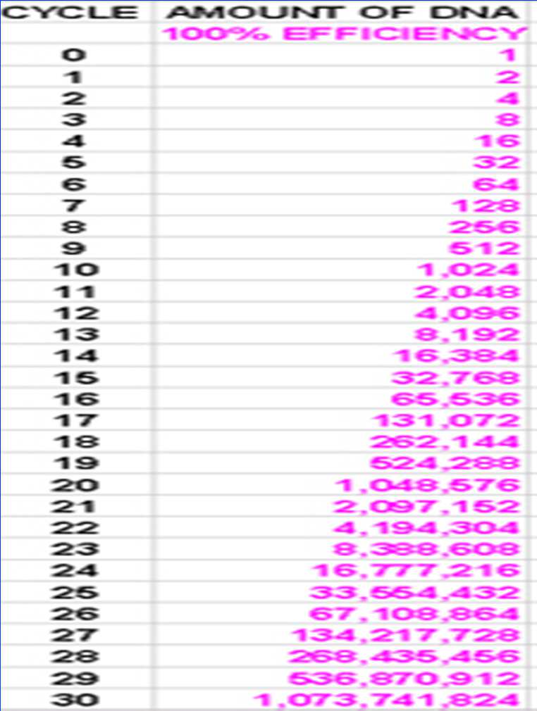 Polymerase Chain Reaction: resa STAMPO 1 ciclo 2 copie 2 ciclo 4 copie