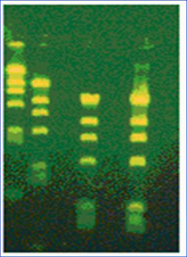 SYBR GREEN E un intercalante del DNA, simile al EtBr, possiede anche una lieve fluorescenza quando è in soluzione,che aumenta quando si intercala con il doppio filamento di DNA, durante la fase di